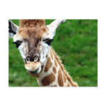 Giraffe Photo Postcard