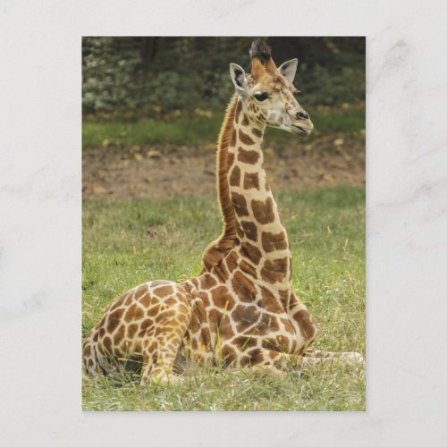 Giraffe Photo Postcard