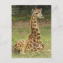 Giraffe Photo Postcard