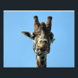 GIRAFFE PHOTO PRINT<br><div class="desc">A beautiful giraffe with a cute smile.</div>
