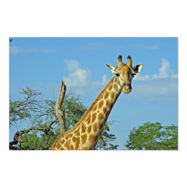 GIRAFFE PHOTO PRINT (Front)