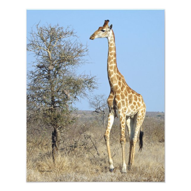 GIRAFFE PHOTO PRINT (Front)