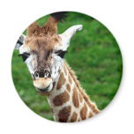 Giraffe Photo Round Magnet