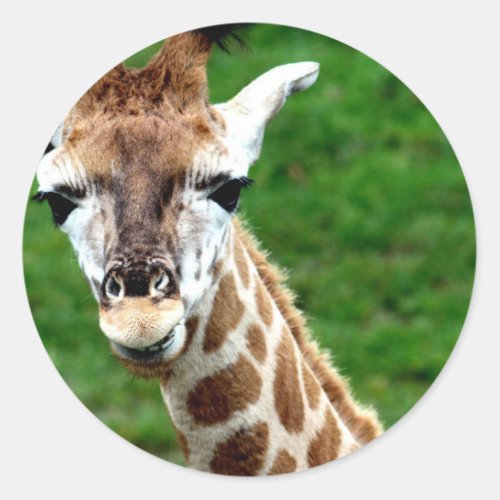 Giraffe Photo Stickers