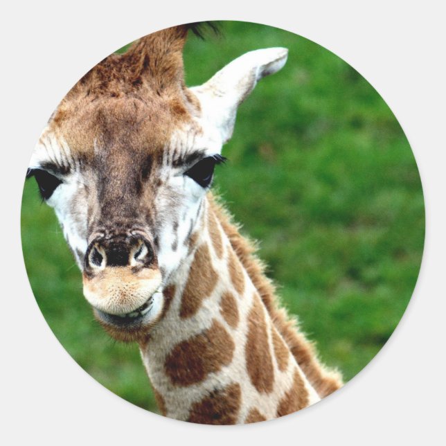 Giraffe Photo Stickers (Front)