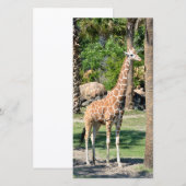 Giraffe photocard (Front/Back)