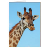 Giraffe portrait (Front)