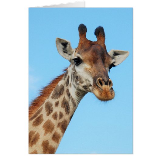 Giraffe portrait (Front)