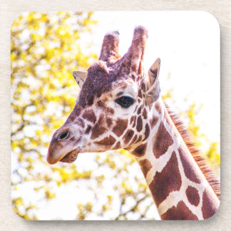 Giraffe Portrait Beverage Coaster
