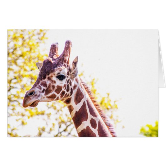 Giraffe Portrait Cards (Front Horizontal)