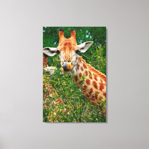Giraffe Portrait Kruger National Park Canvas Print
