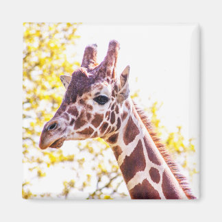 Giraffe Portrait Magnet