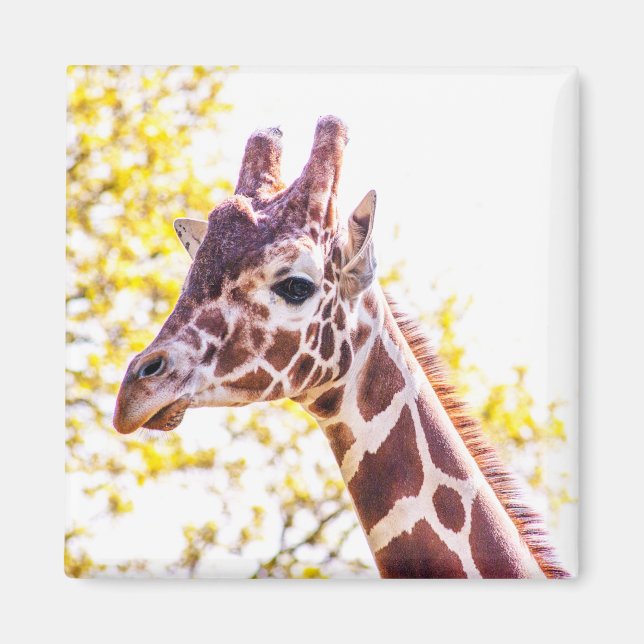 Giraffe Portrait Magnet (Front)