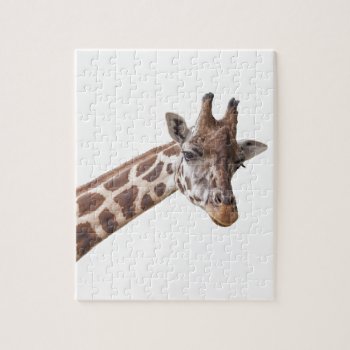 Giraffe Portrait Photo On White Jigsaw Puzzle by stdjura at Zazzle
