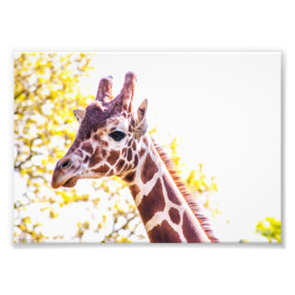 Giraffe Portrait Photo Print