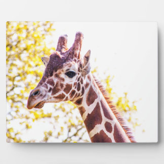 Giraffe Portrait Plaque