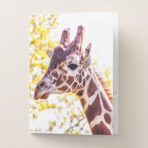 Giraffe Portrait