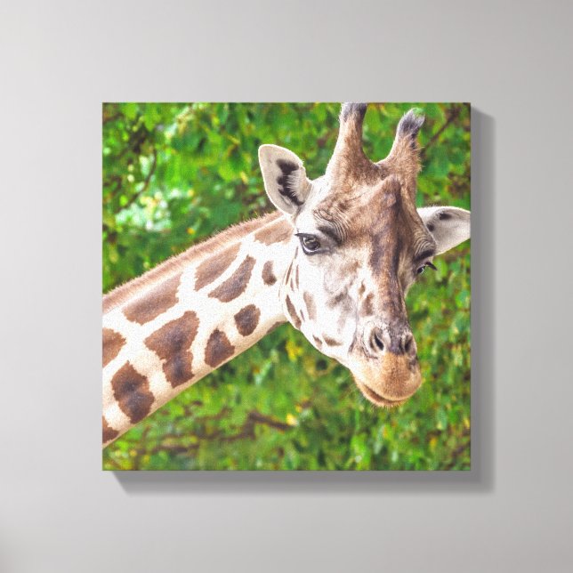 Giraffe Portrait - Wrapped Canvas Print (Front)
