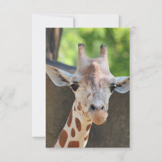 Giraffe Postcard