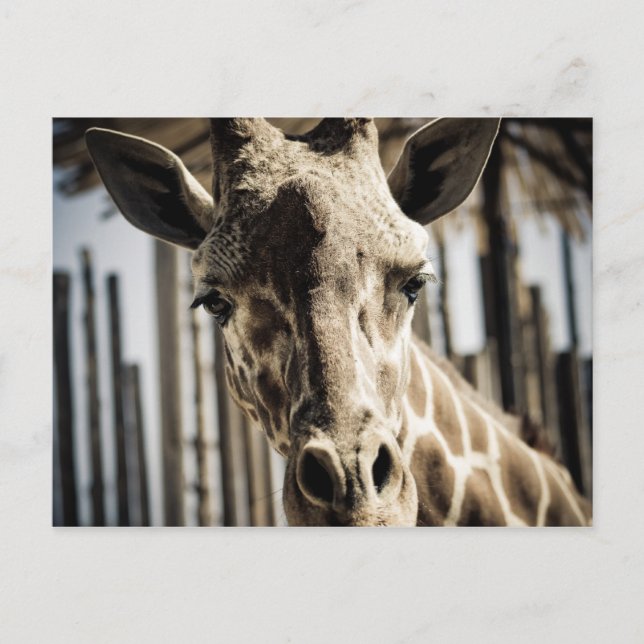 Giraffe Postcard (Front)