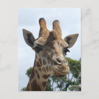 Giraffe Postcard