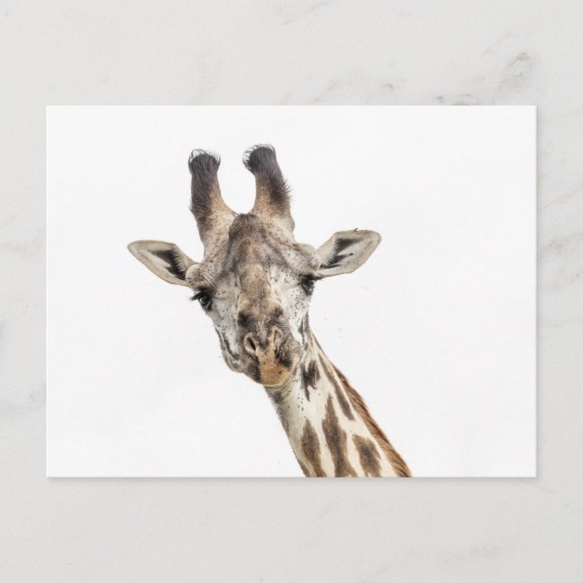 Giraffe Postcard (Front)