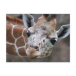 Giraffe Postcard