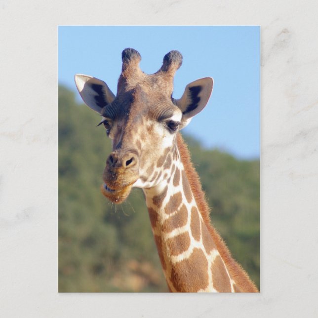Giraffe Postcard (Front)