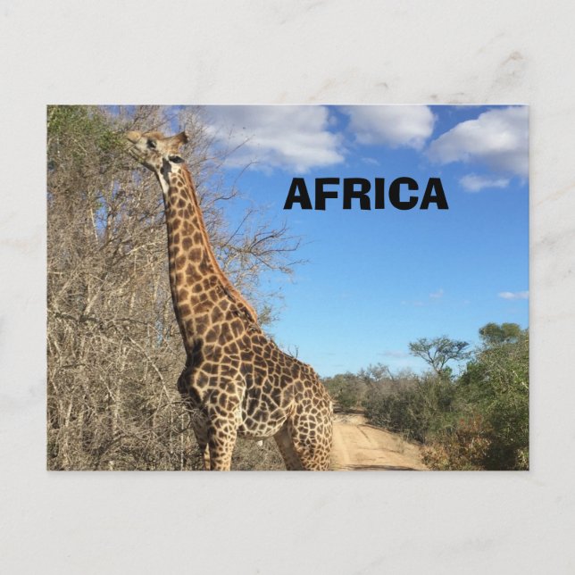 Giraffe Postcard (Front)