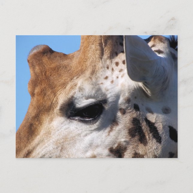 GIRAFFE POSTCARD (Front)