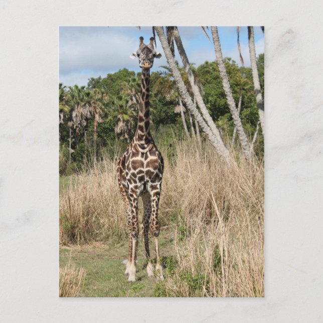 Giraffe Postcard (Front)