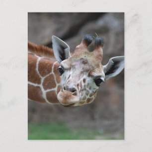 Giraffe  Postcard