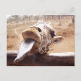 giraffe postcard