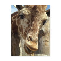 giraffe