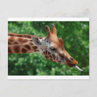 Giraffe Postcard
