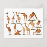 "GIRAFFE"  POSTCARD