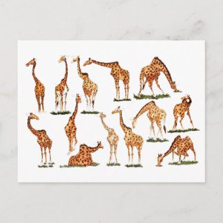 "GIRAFFE"  POSTCARD
