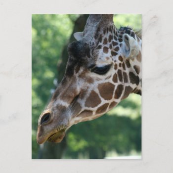 Giraffe Postcard by lynnsphotos at Zazzle