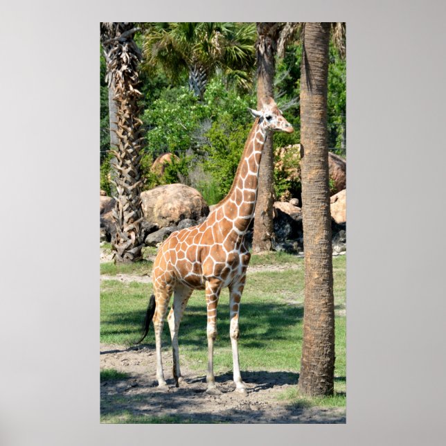 Giraffe Poster (Front)