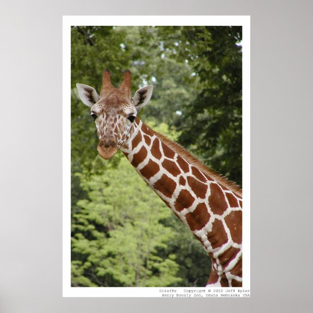Giraffe Poster (Front)