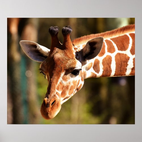 Giraffe Poster _ Safari Wildlife Zoo Animals