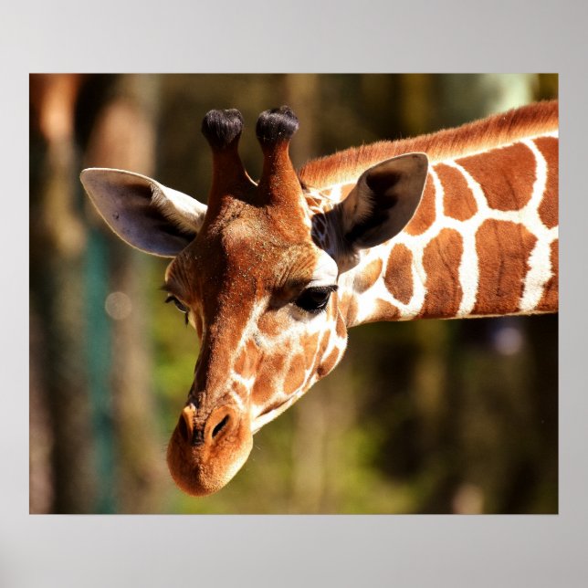 Giraffe Poster - Safari Wildlife Zoo Animals (Front)
