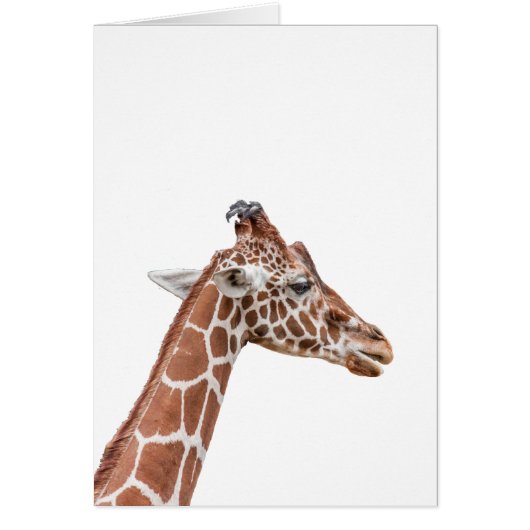 Giraffe profile cards (Front)