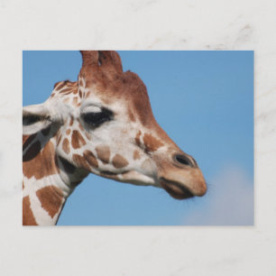Giraffe Profile Postcard