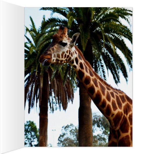 Giraffe Raspberry,_ (Inside (Right))