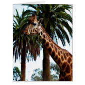 Giraffe Raspberry,_ (Front)