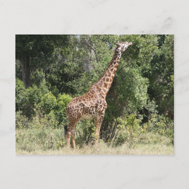 giraffe reach postcard (Front)