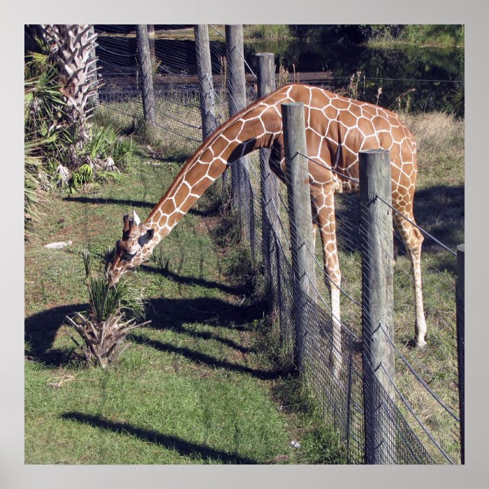 Giraffe Reaching over Fence Poster