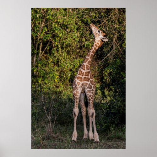 Giraffe Reaching up to Eat Poster