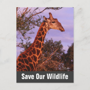 Giraffe Save Our Wildlife Postcard